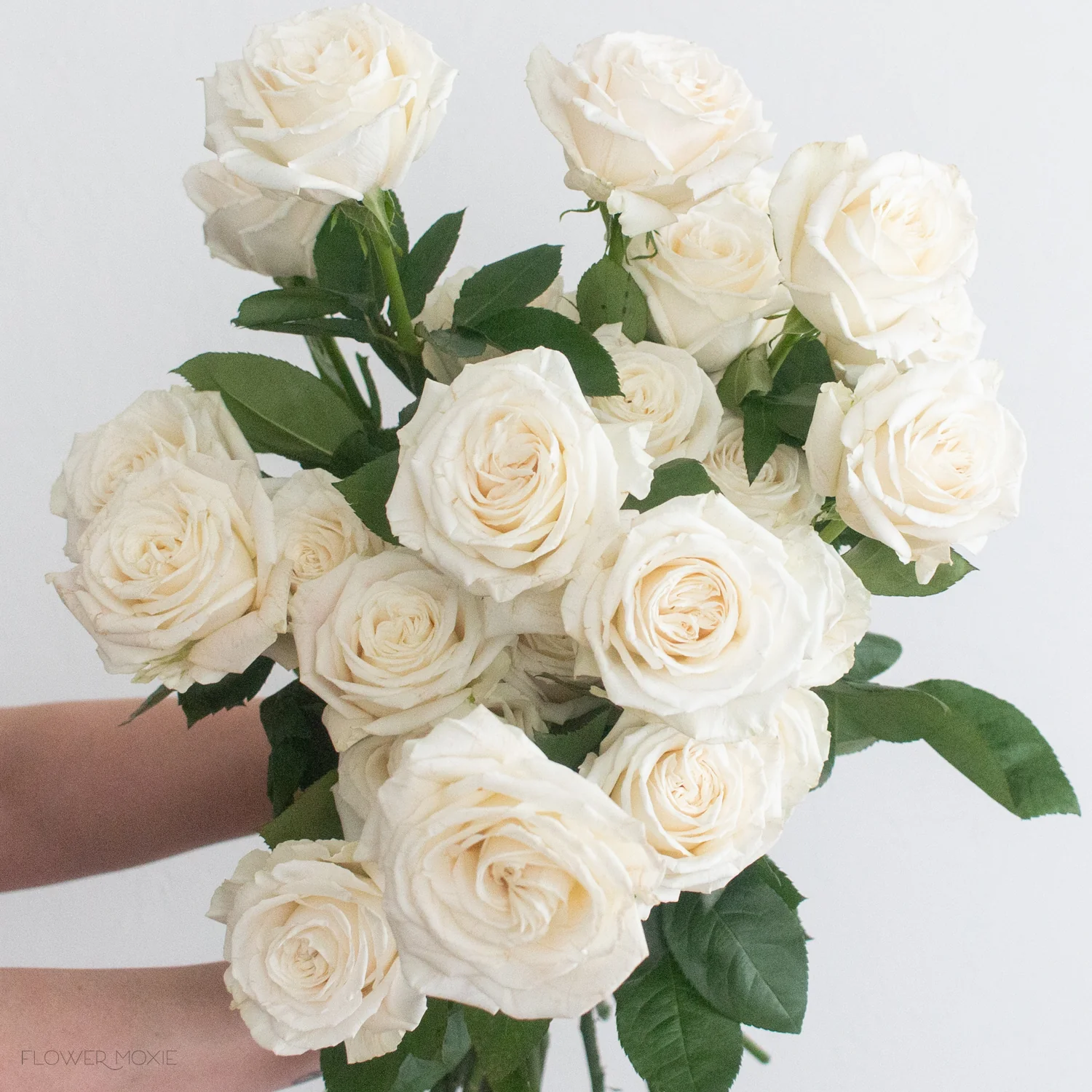 White Playa Blanca Rose - Image 3