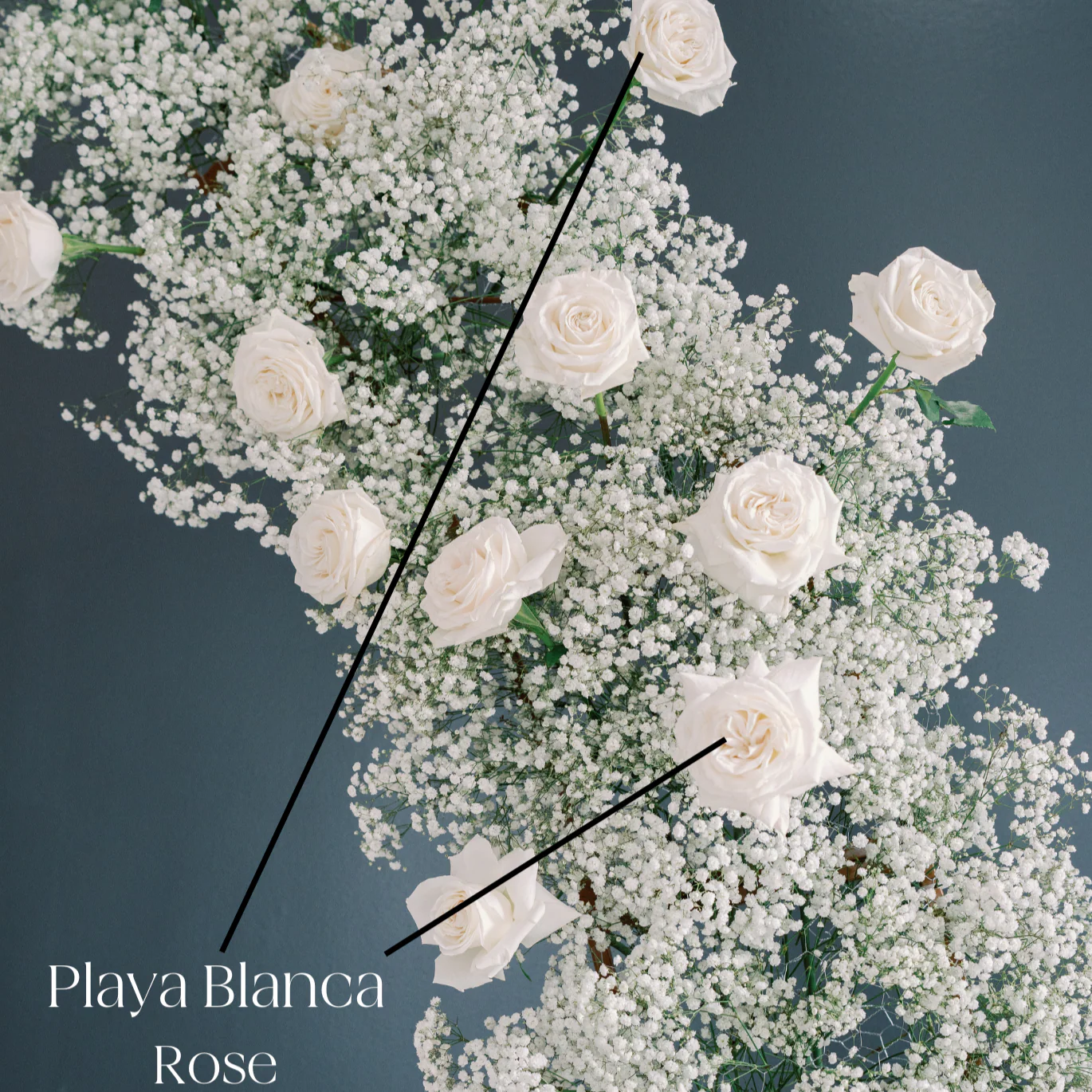 White Playa Blanca Rose - Image 5