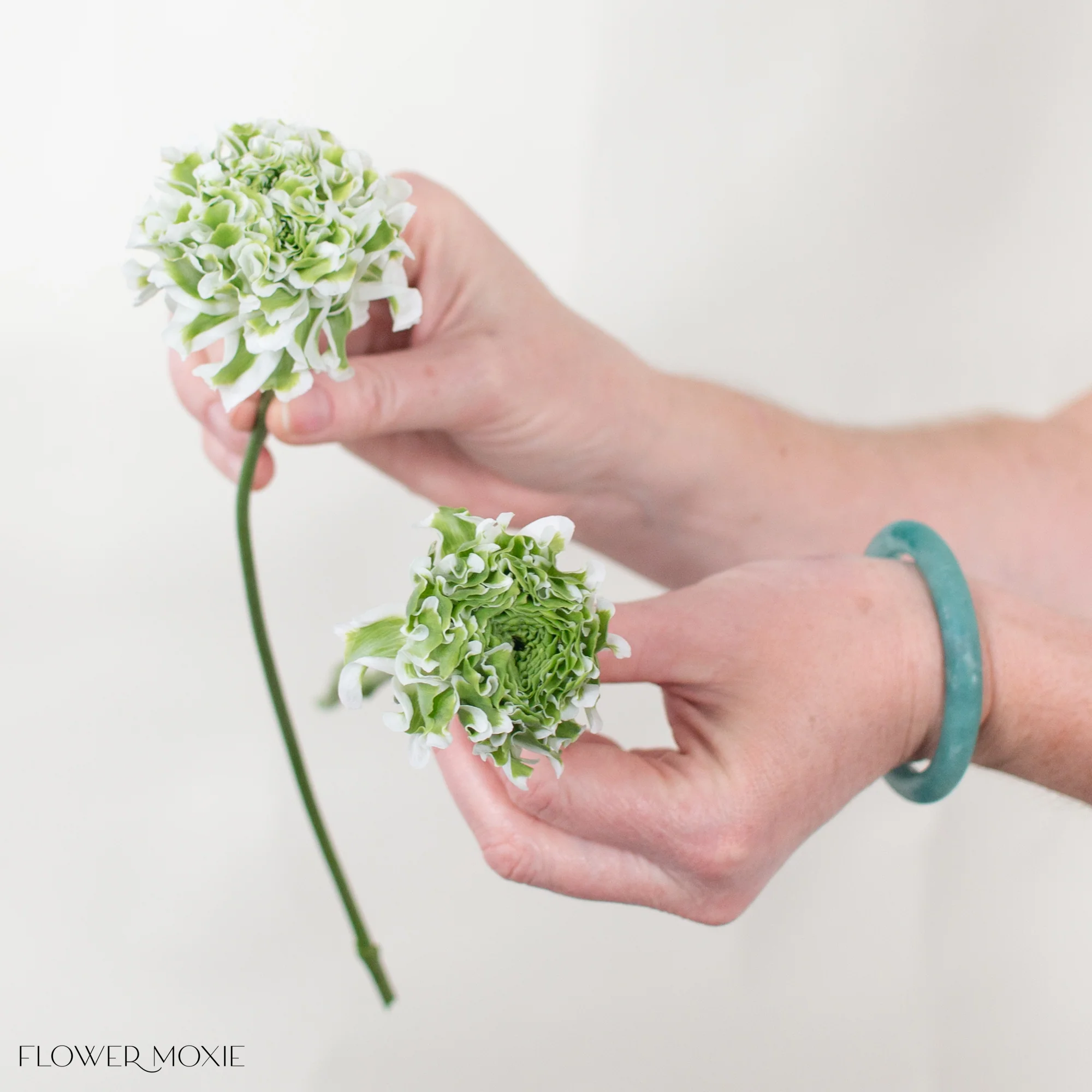 White Curly Ranunculus Flower - Image 4