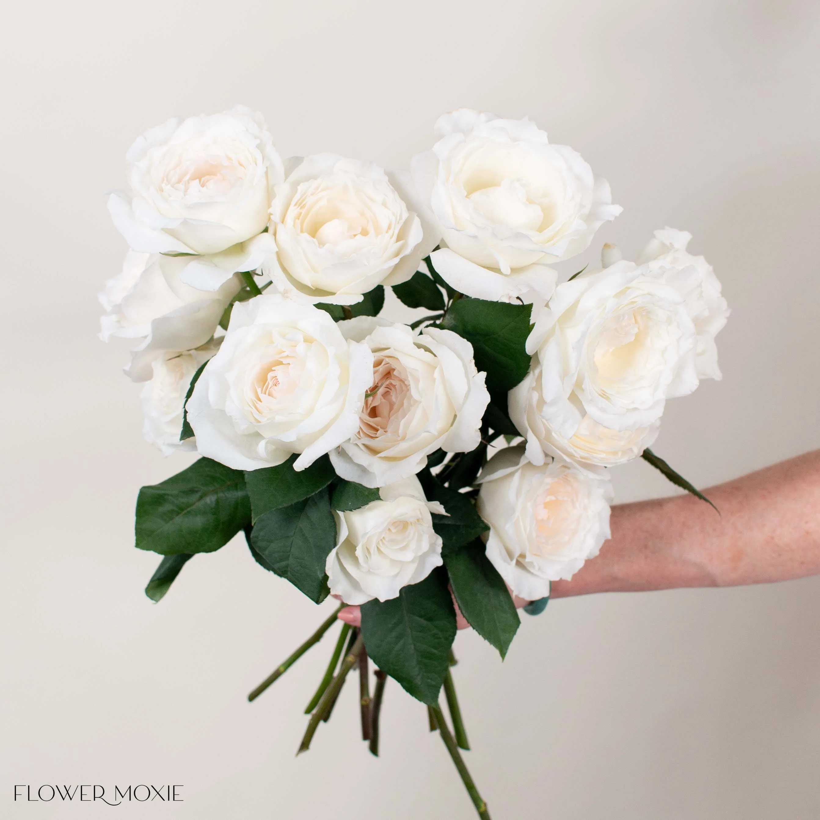 White Princess Miyuki Garden Rose - Image 2