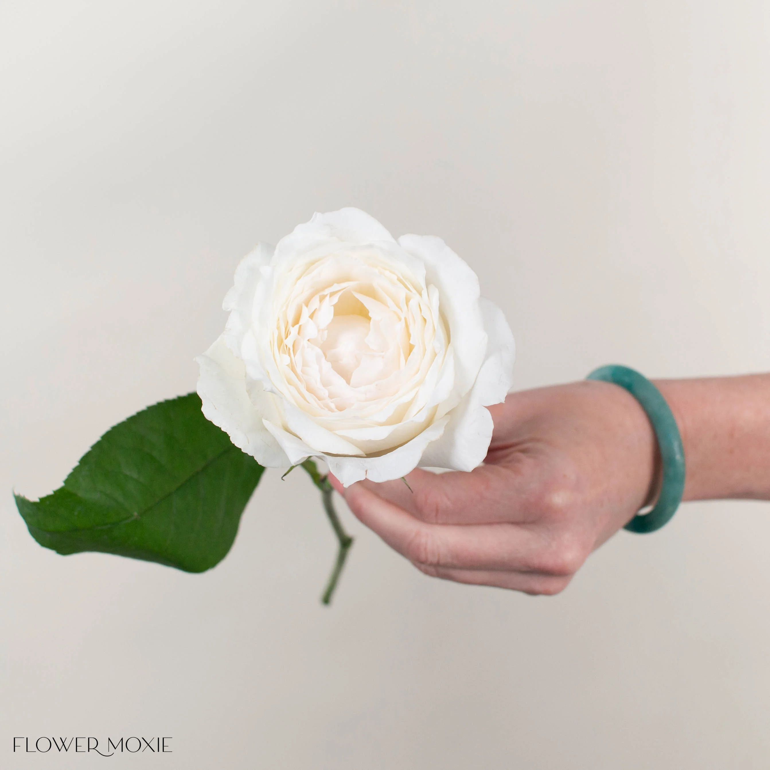 White Princess Miyuki Garden Rose - Image 3