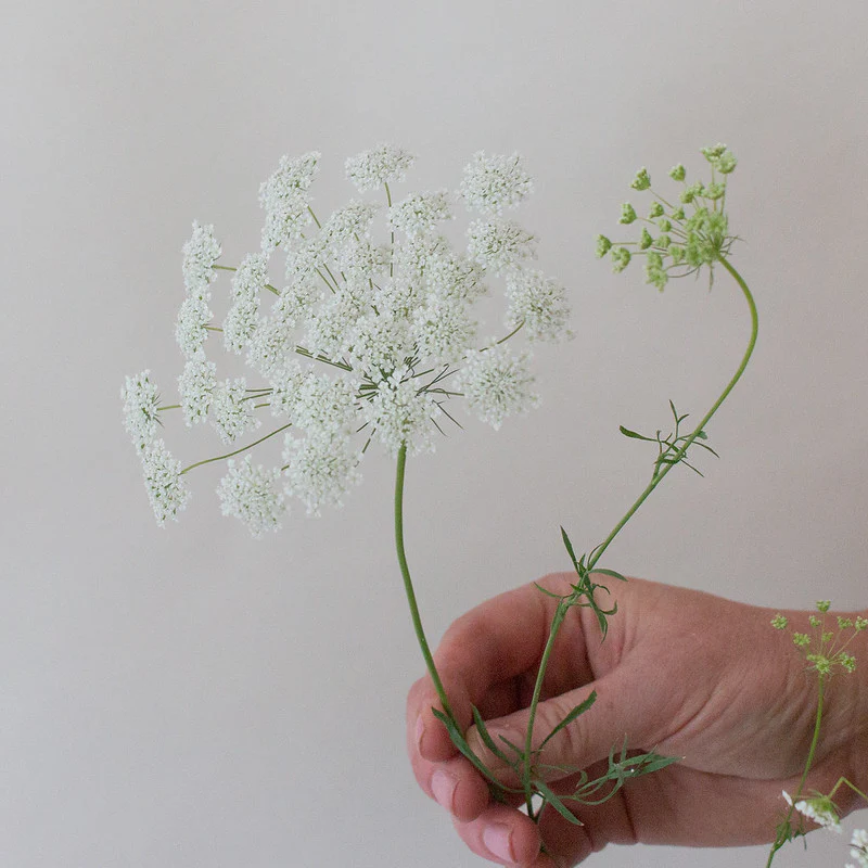 White Queen Anne's Lace Flower - Image 11