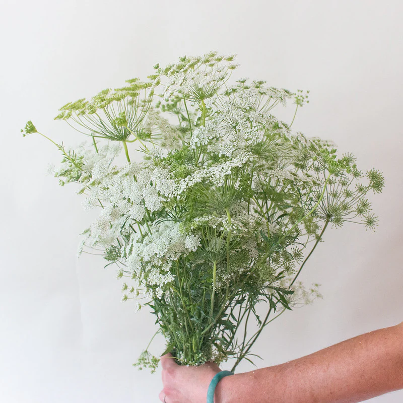 White Queen Anne's Lace Flower - Image 12