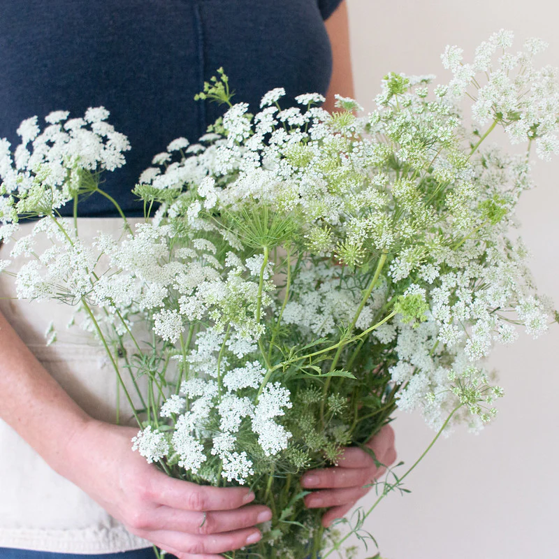 White Queen Anne's Lace Flower - Image 3