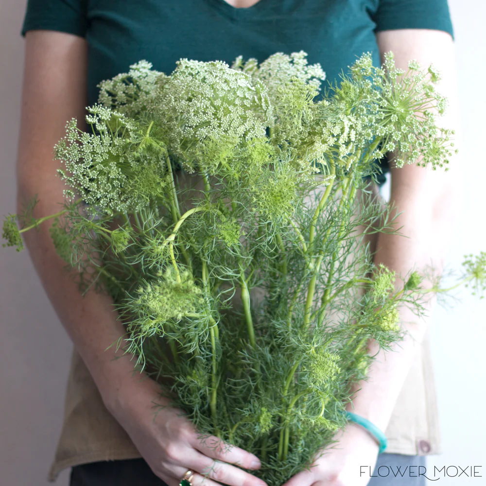 White Queen Anne's Lace Flower - Image 5