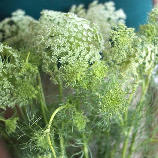 White Queen Anne's Lace Flower - Image 6