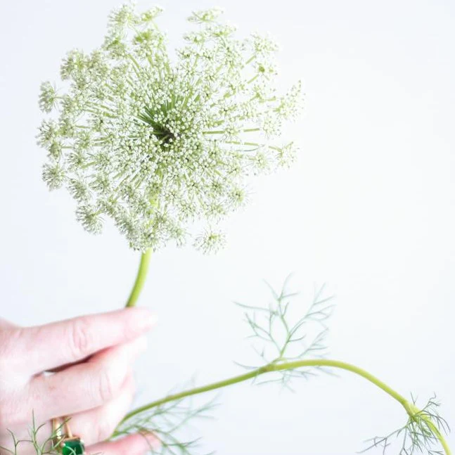 White Queen Anne's Lace Flower - Image 7