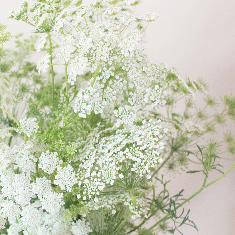 White Queen Anne's Lace Flower - Image 8