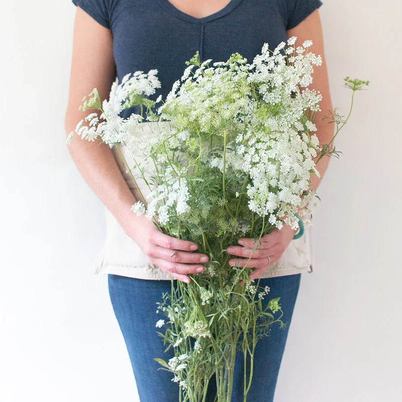 White Queen Anne's Lace Flower - Image 9