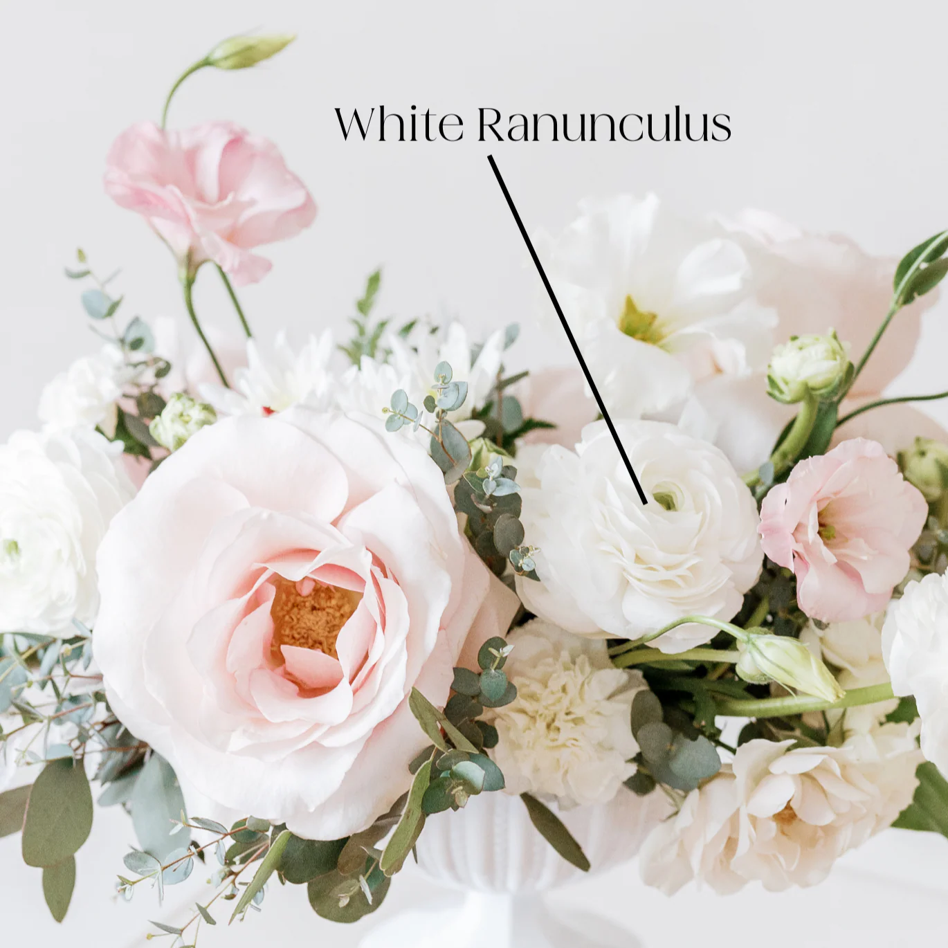 White Ranunculus Flower - Image 3