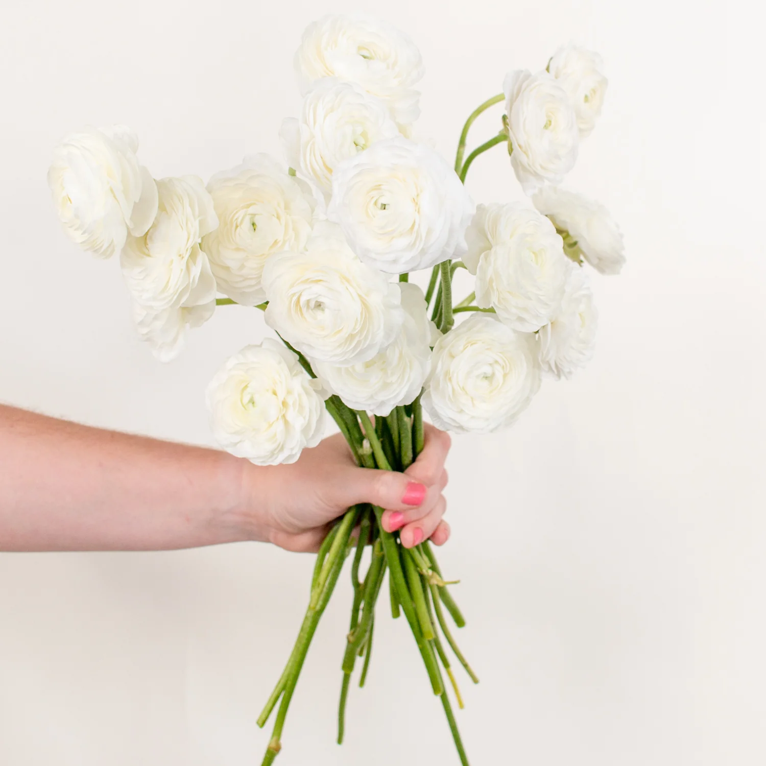 White Ranunculus Flower - Image 4
