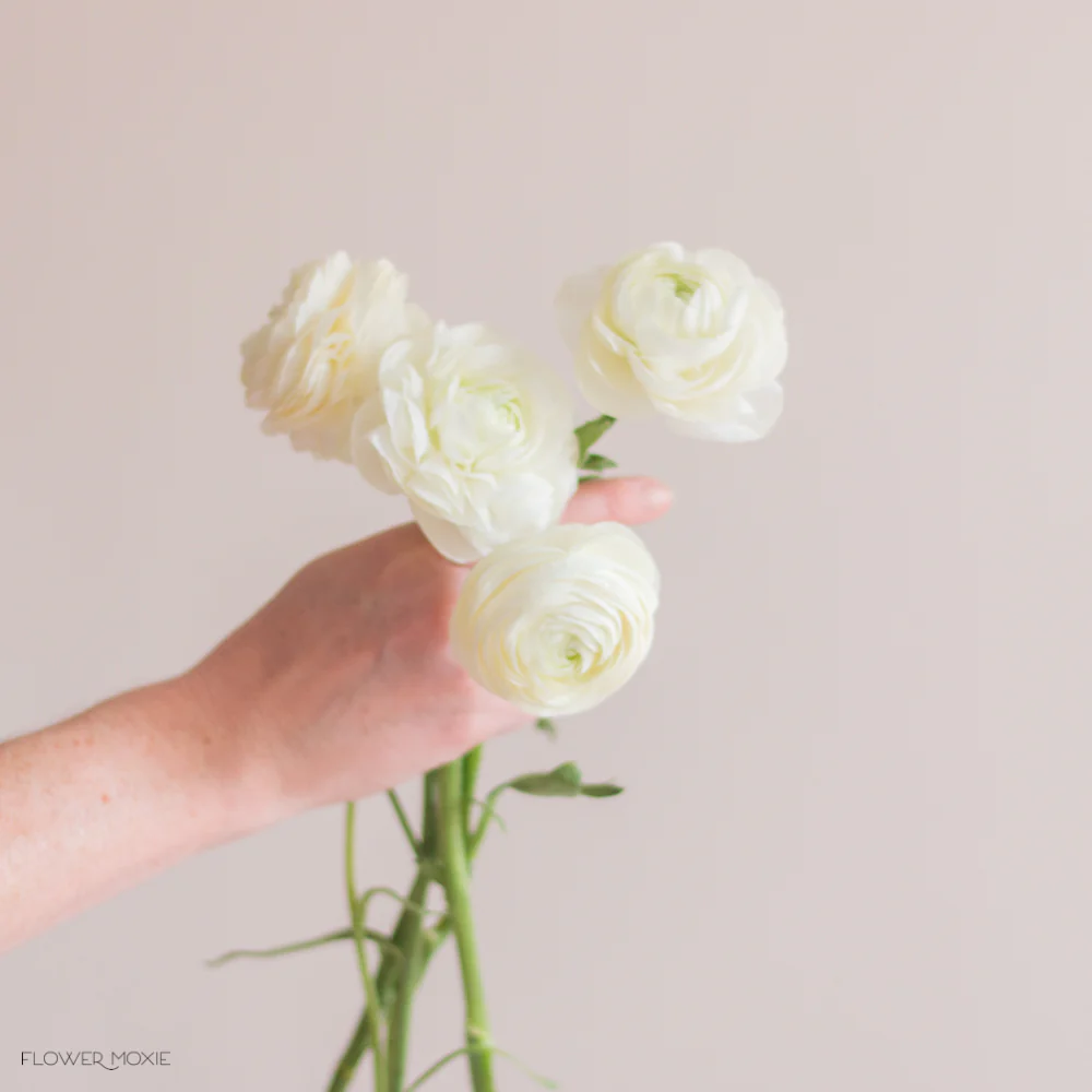 White Ranunculus Flower - Image 5