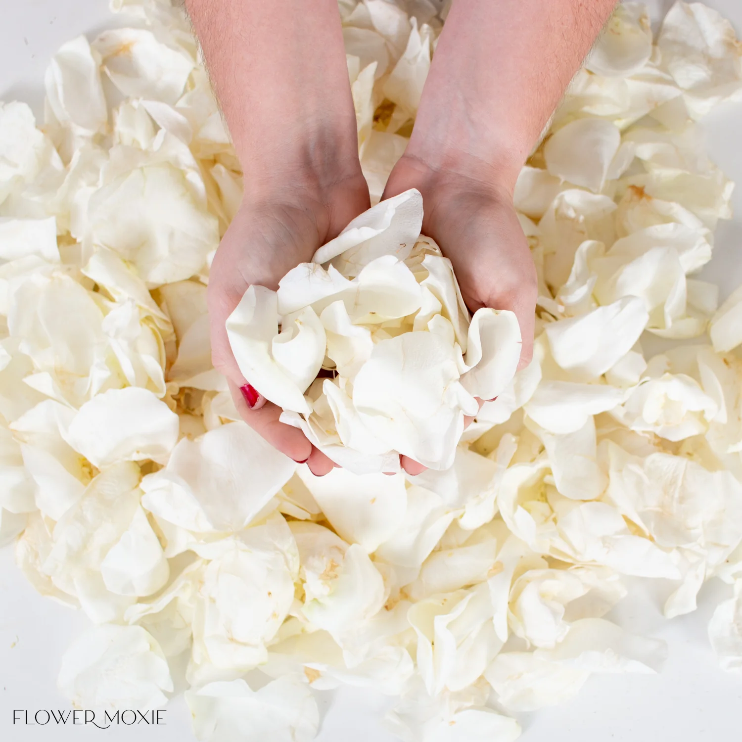 White Rose Petals