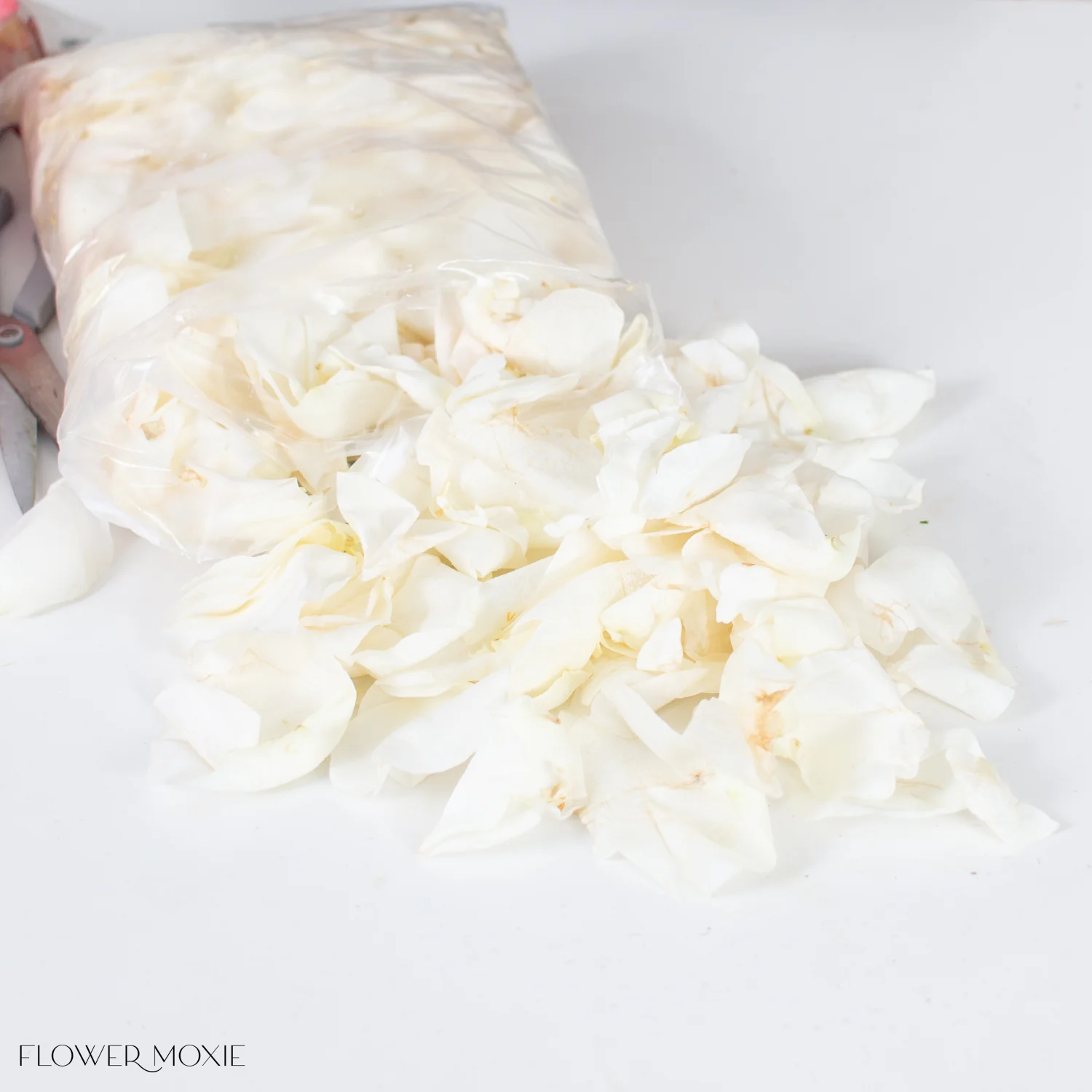 White Rose Petals - Image 4
