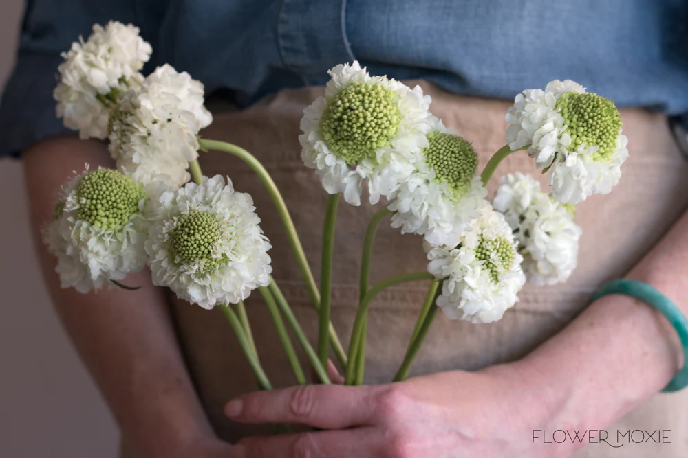 White Scabiosa Flower - Image 10