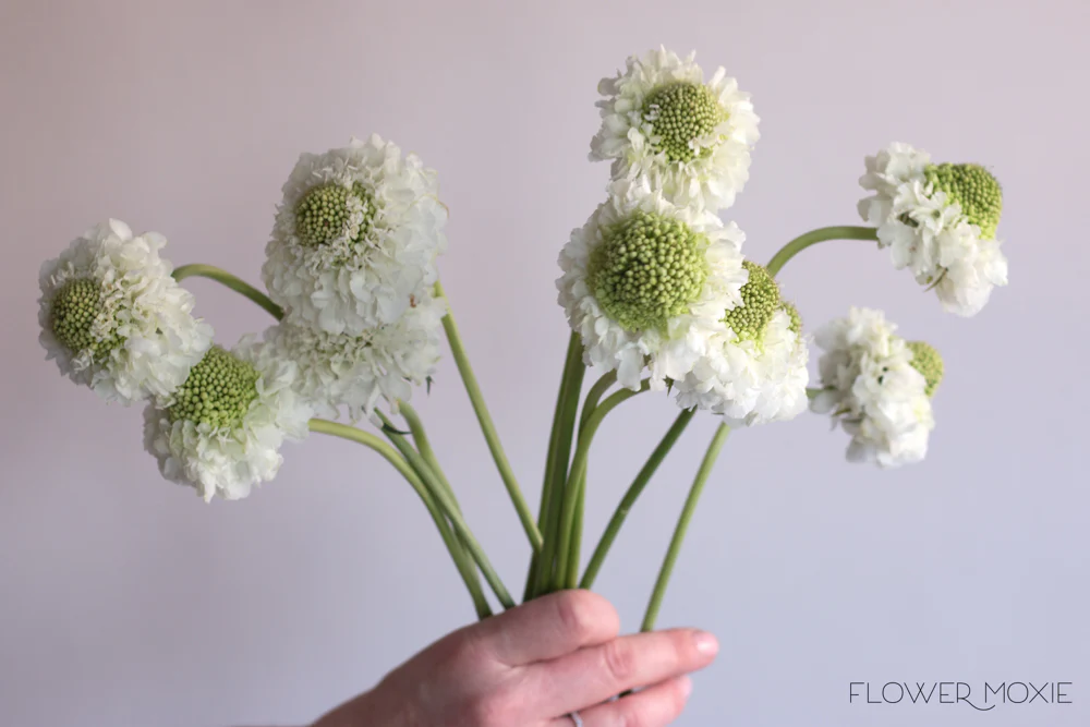 White Scabiosa Flower - Image 11