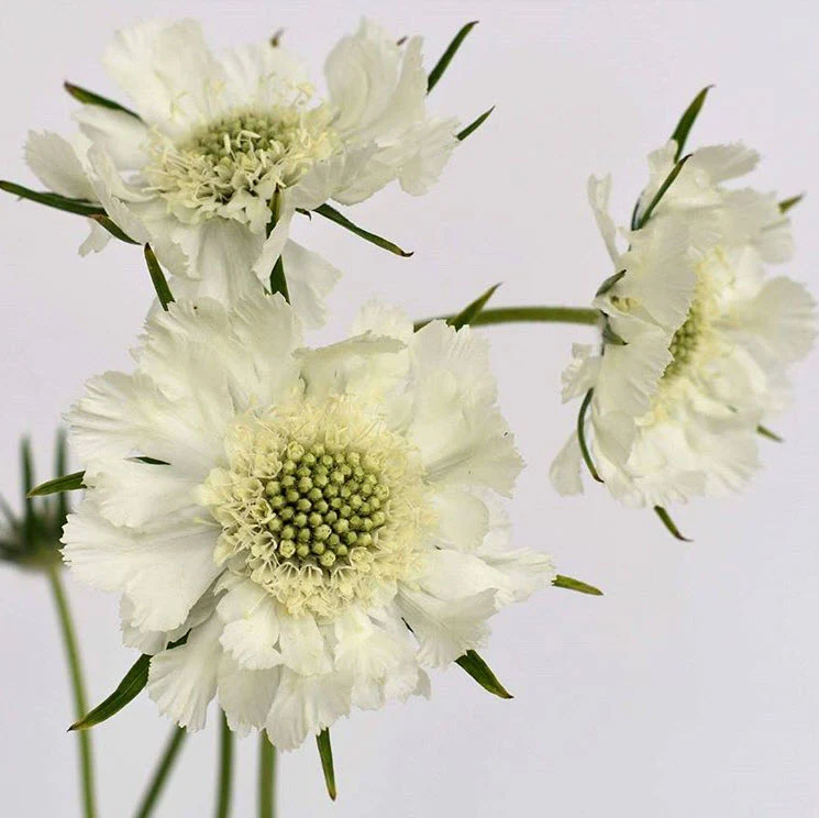 White Scabiosa Flower - Image 12