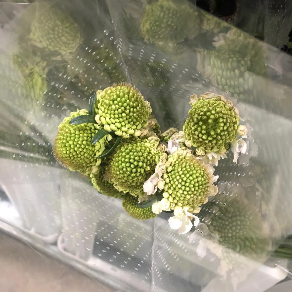 White Scabiosa Flower - Image 13