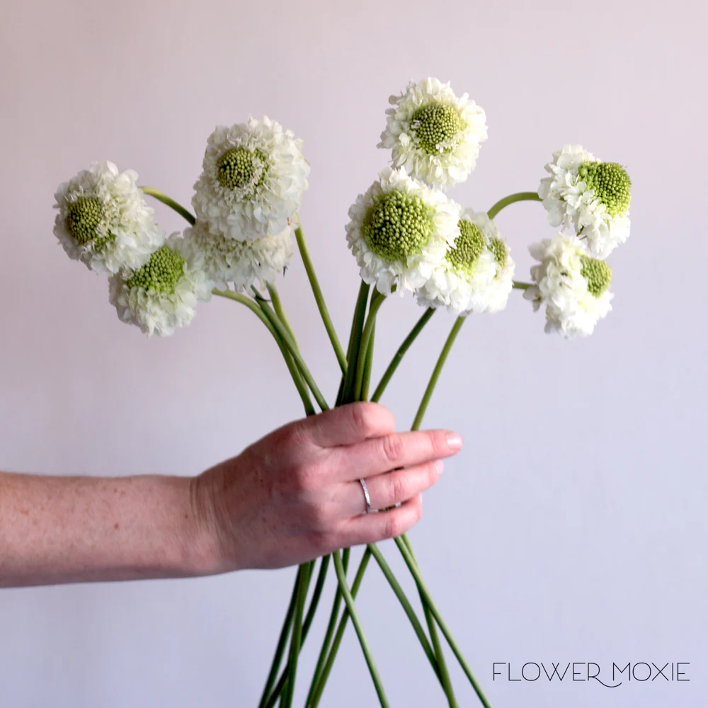 White Scabiosa Flower - Image 3