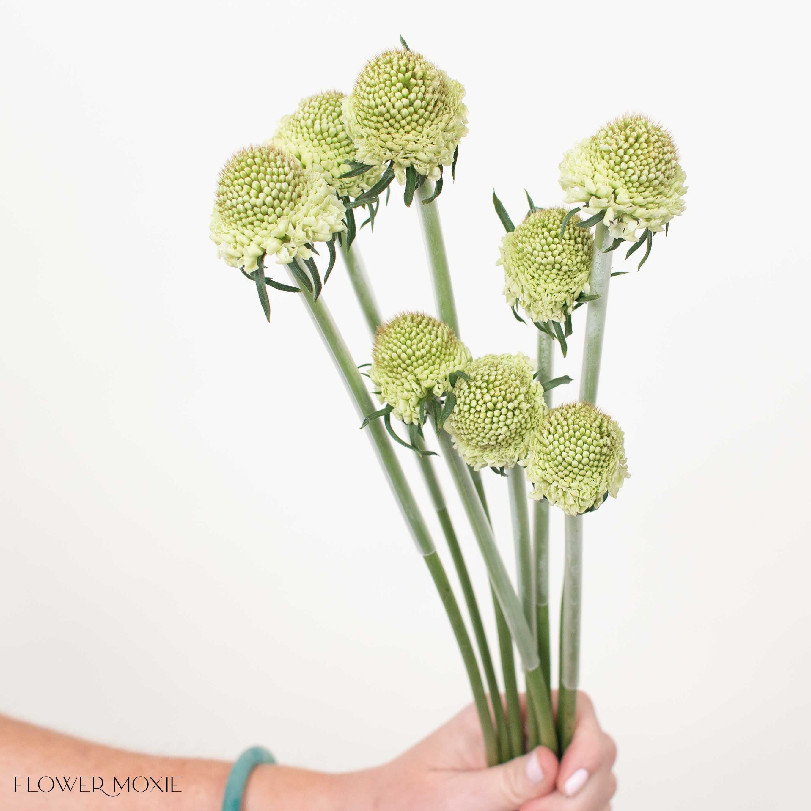 White Scabiosa Flower - Image 4