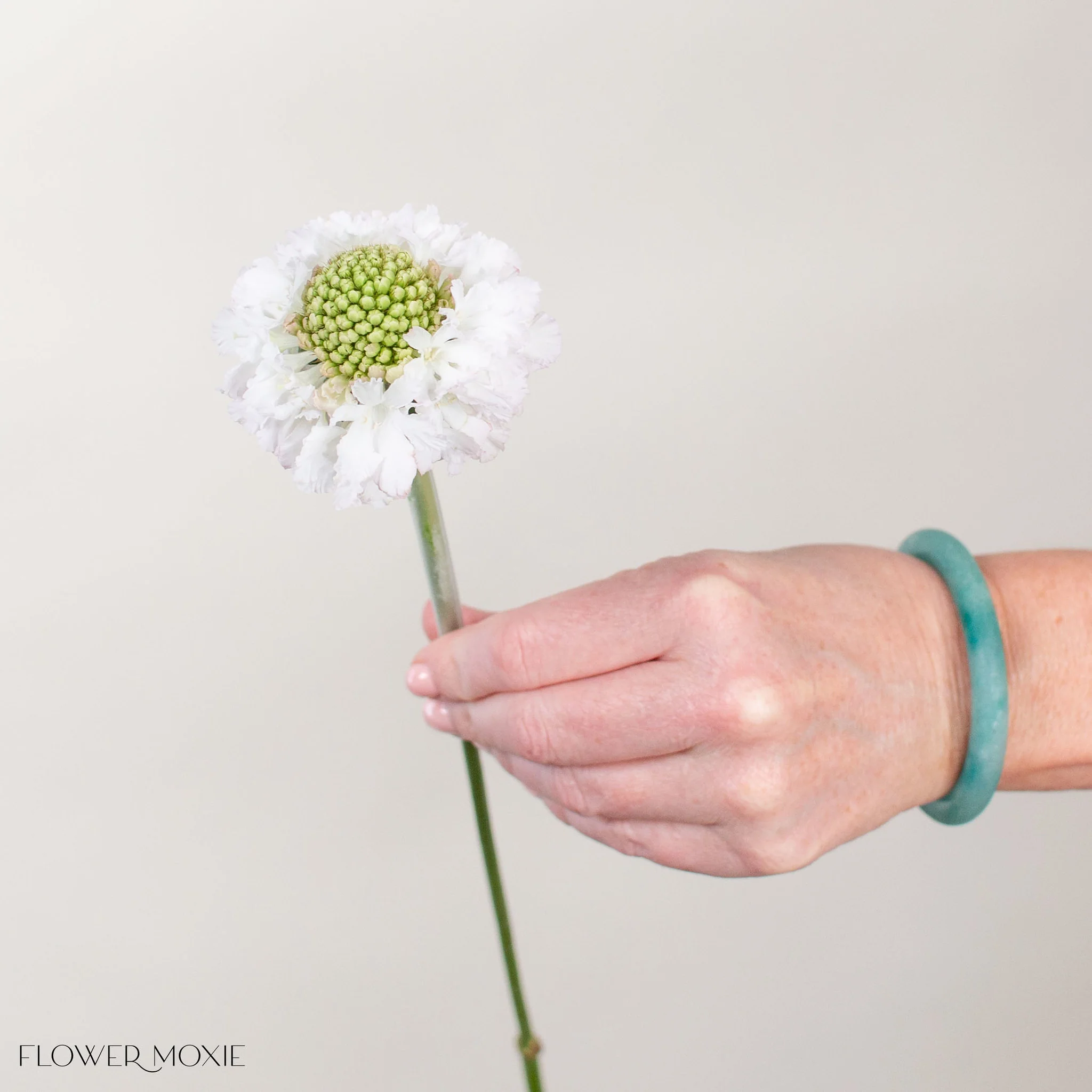 White Scabiosa Flower - Image 5
