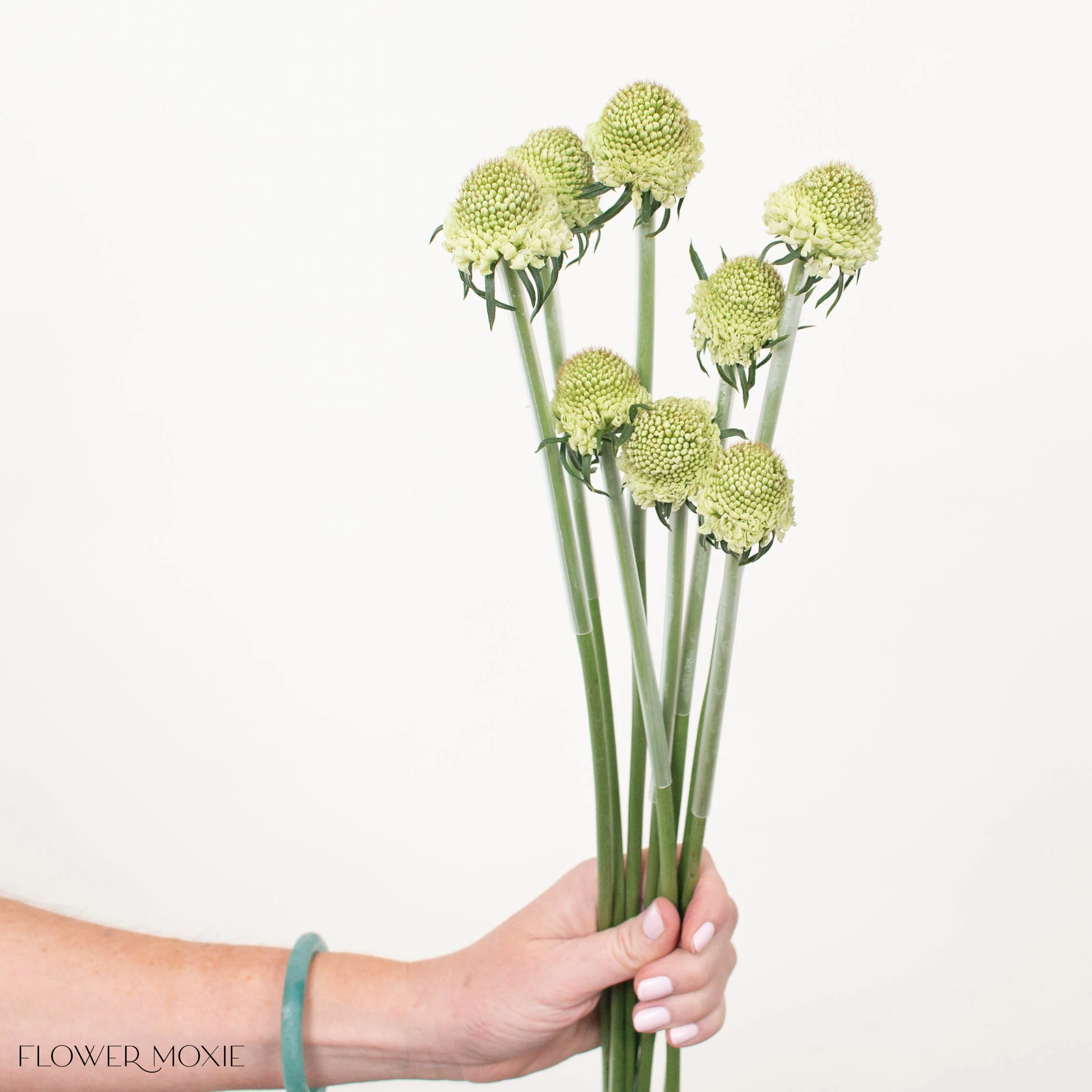 White Scabiosa Flower - Image 6