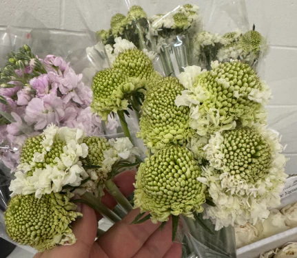 White Scabiosa Flower - Image 7