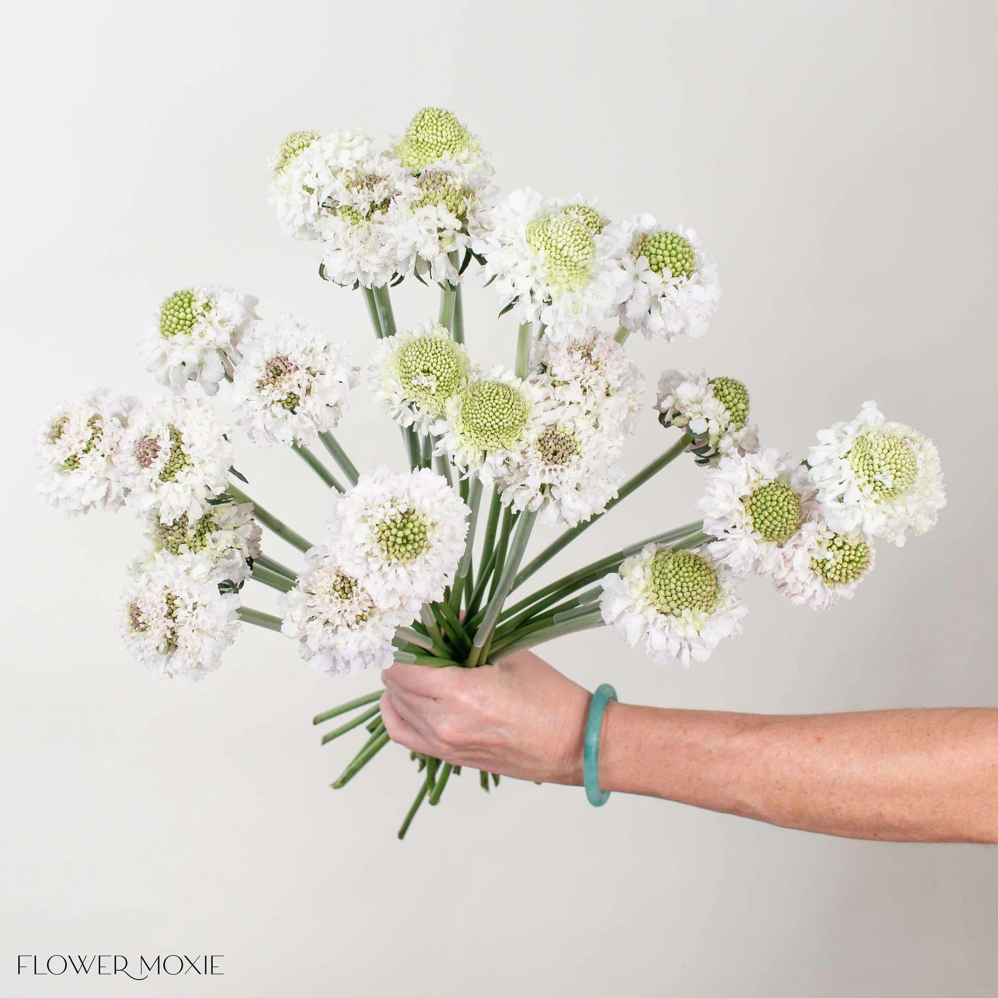 White Scabiosa Flower - Image 8