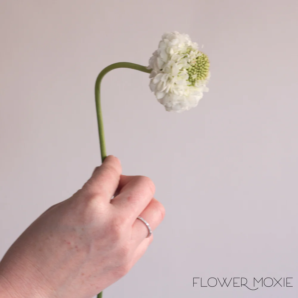 White Scabiosa Flower - Image 9