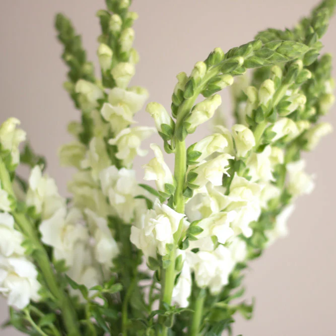 White Snapdragon Flower - Image 3