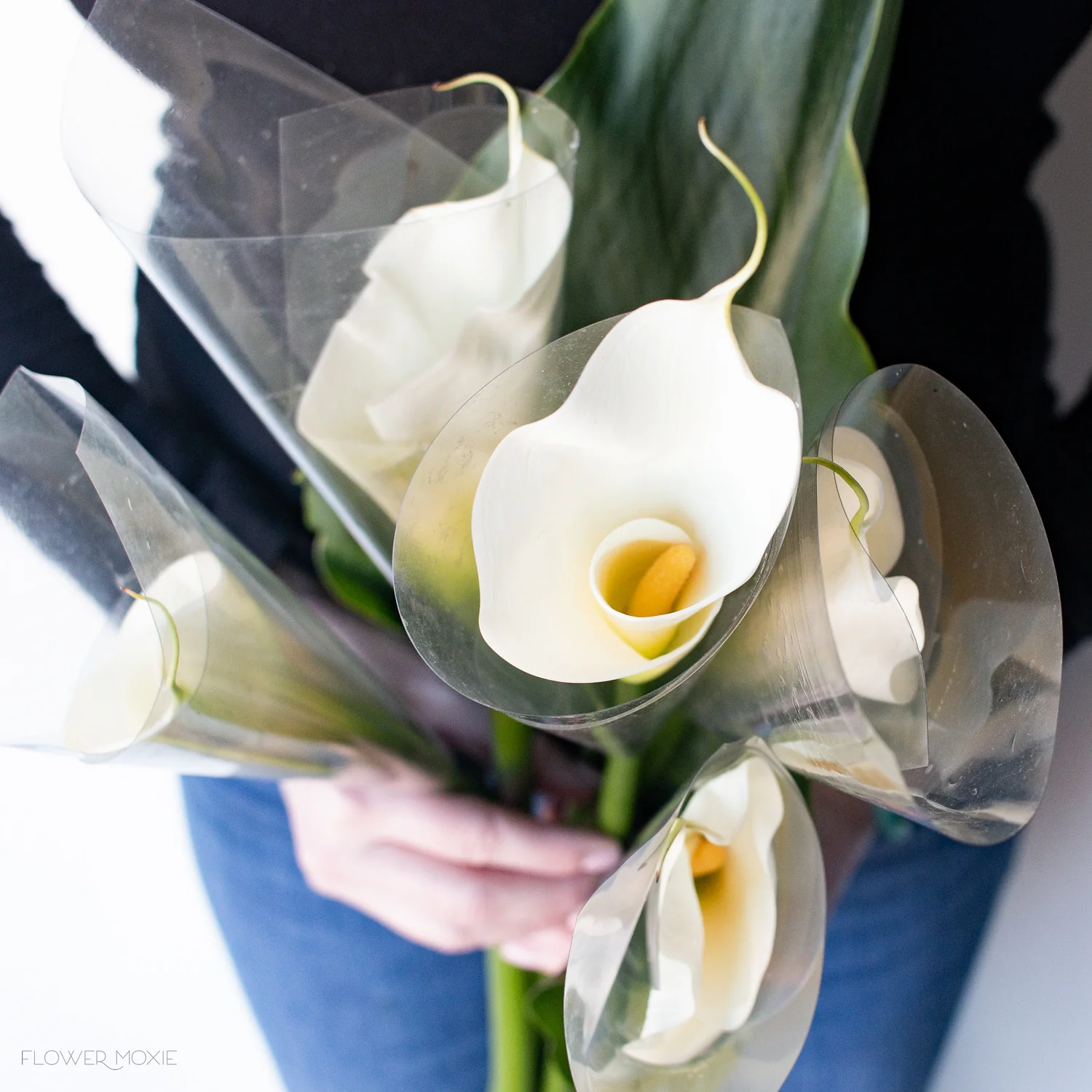 White Standard Calla Lily Flower