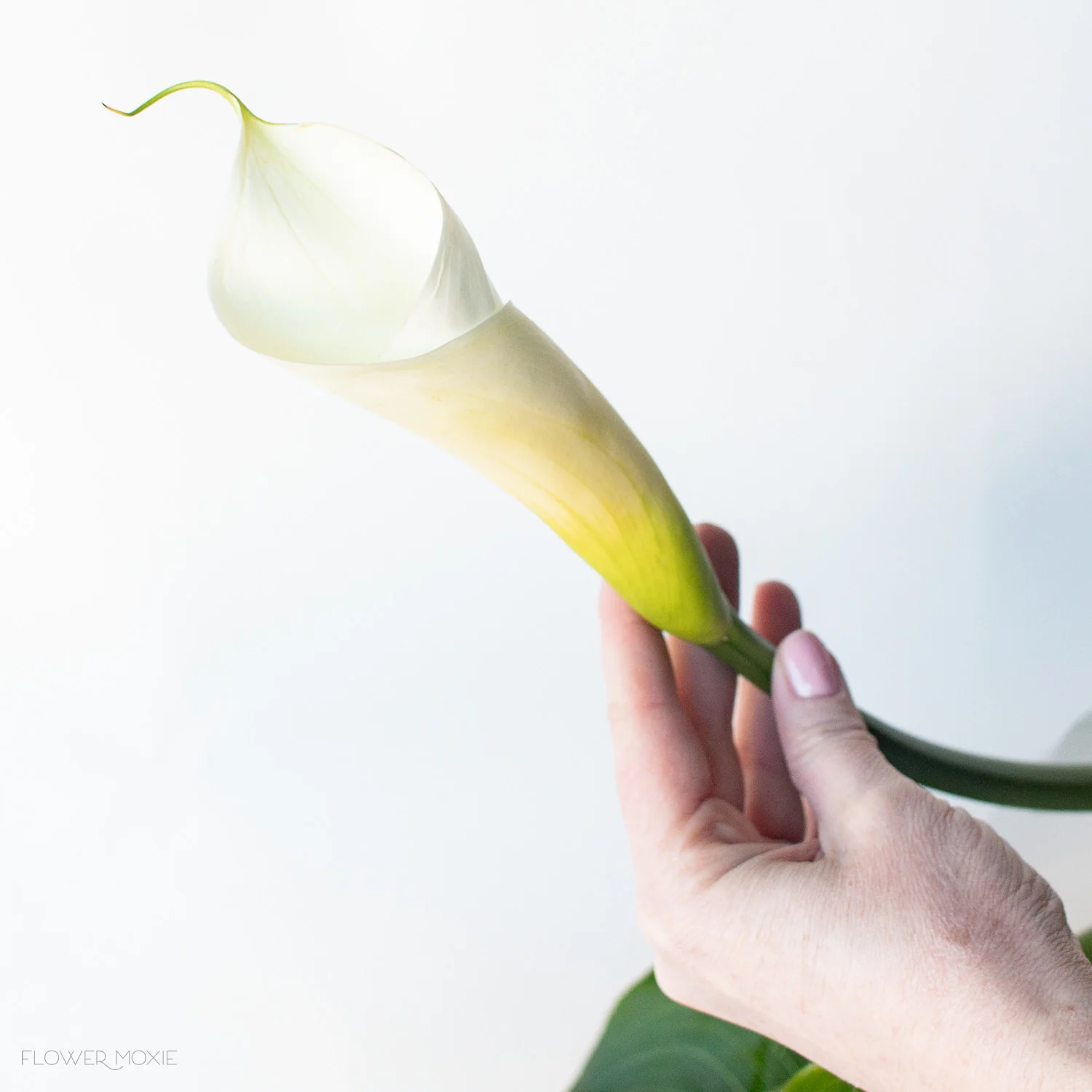 White Standard Calla Lily Flower - Image 5