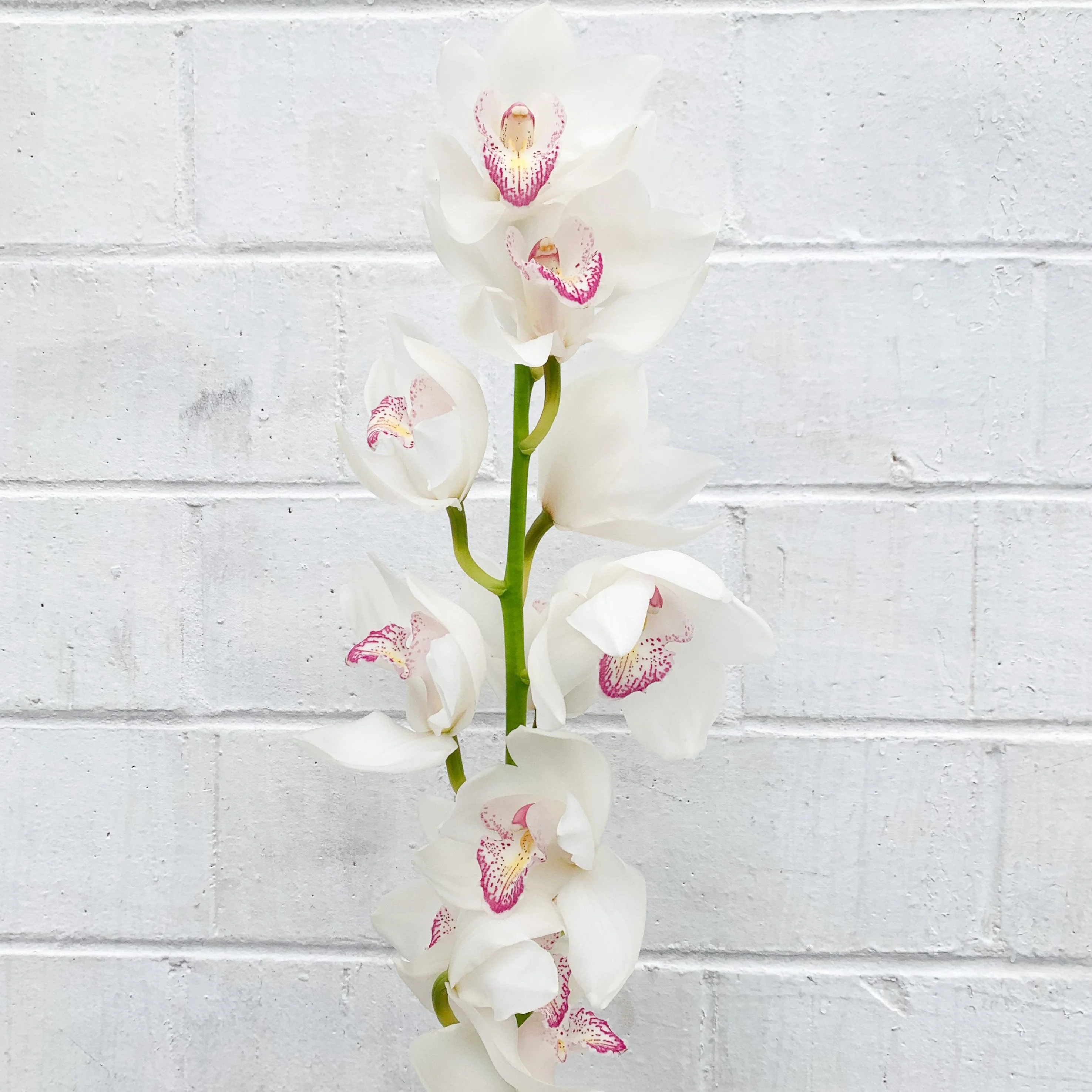 White Standard Cymbidium Orchid Flower - Image 3