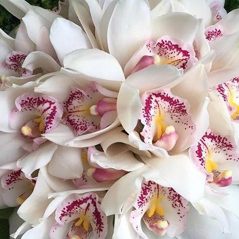 White Standard Cymbidium Orchid Flower - Image 4