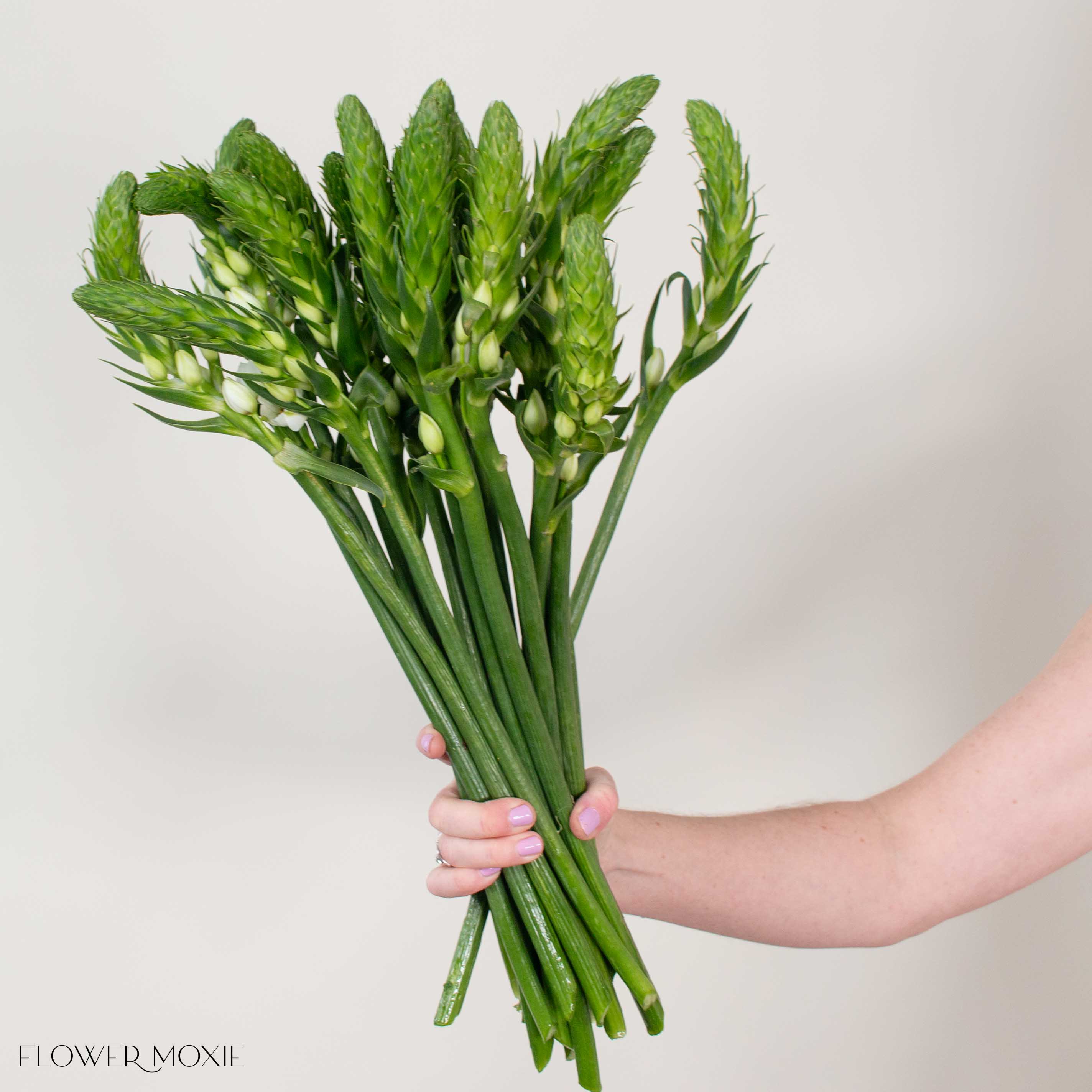White Star of Bethlehem Flower - Image 2