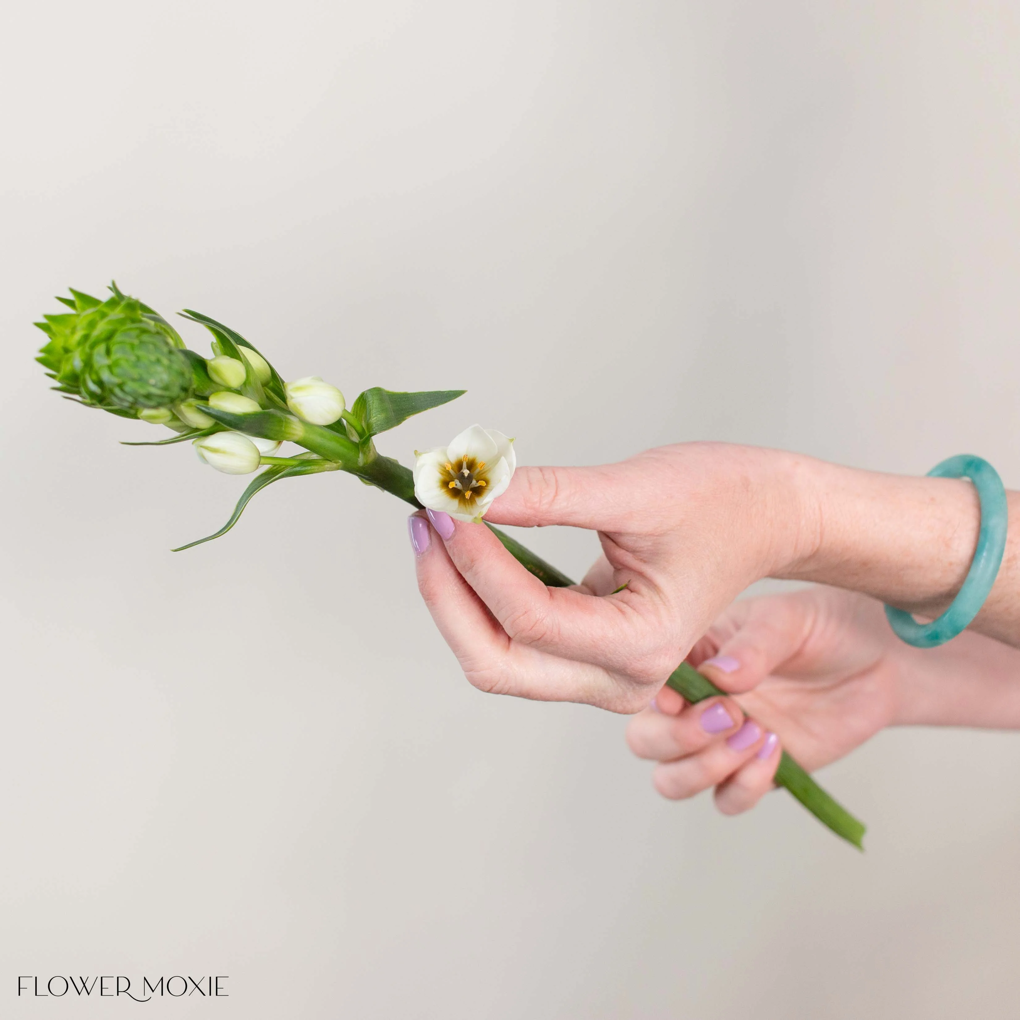 White Star of Bethlehem Flower - Image 3