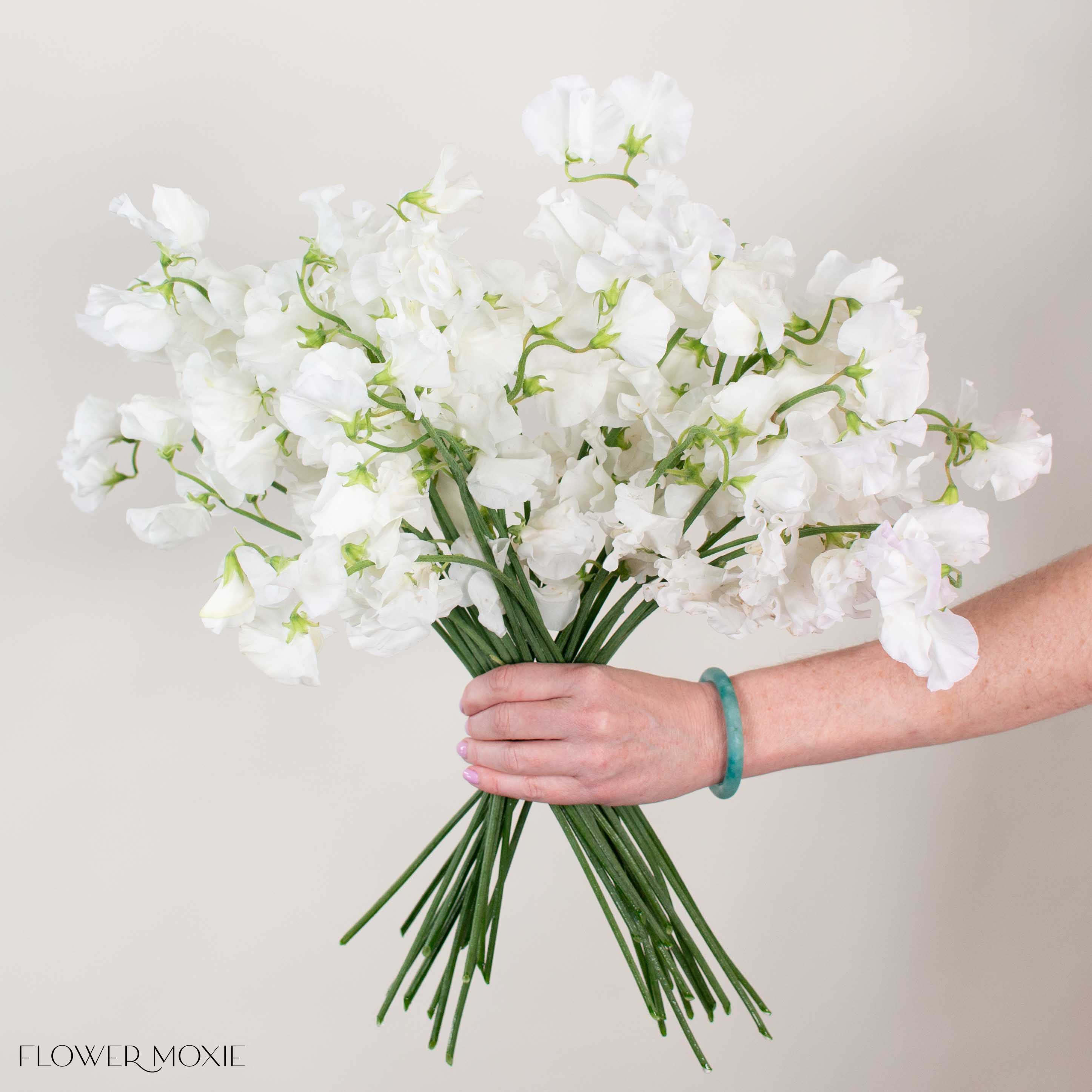 White Sweet Pea - Image 4