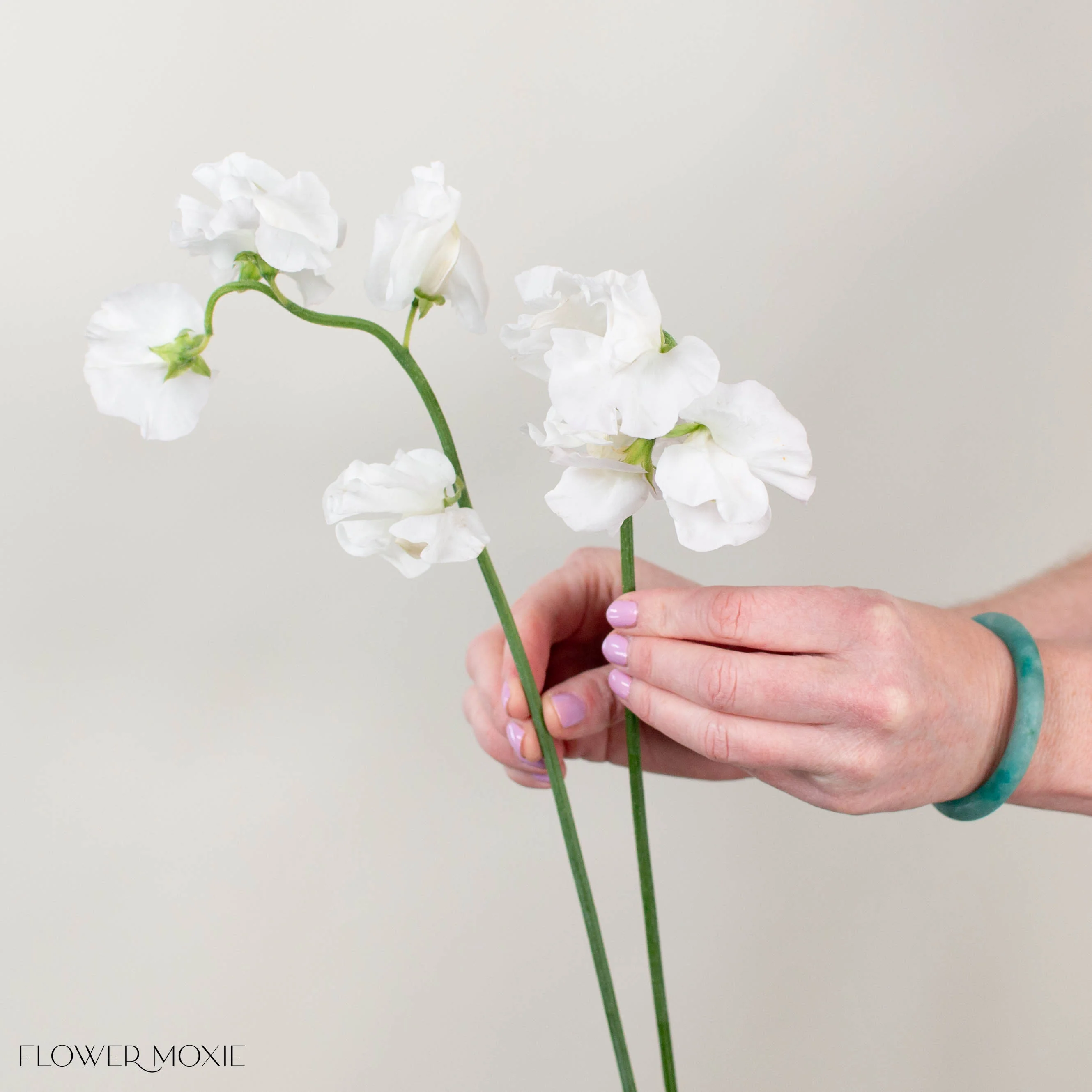 White Sweet Pea - Image 6