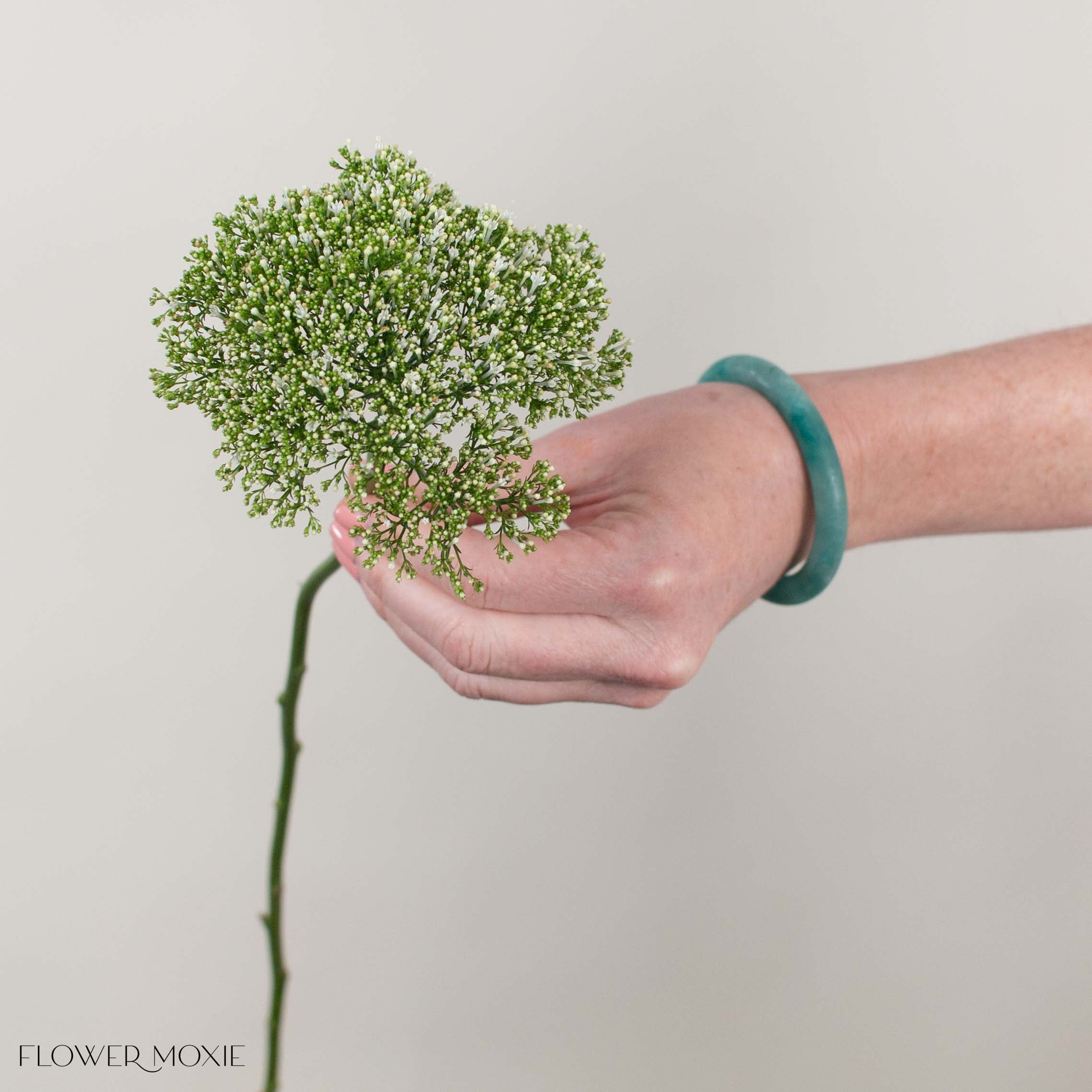 White Trachelium Flower - Image 3
