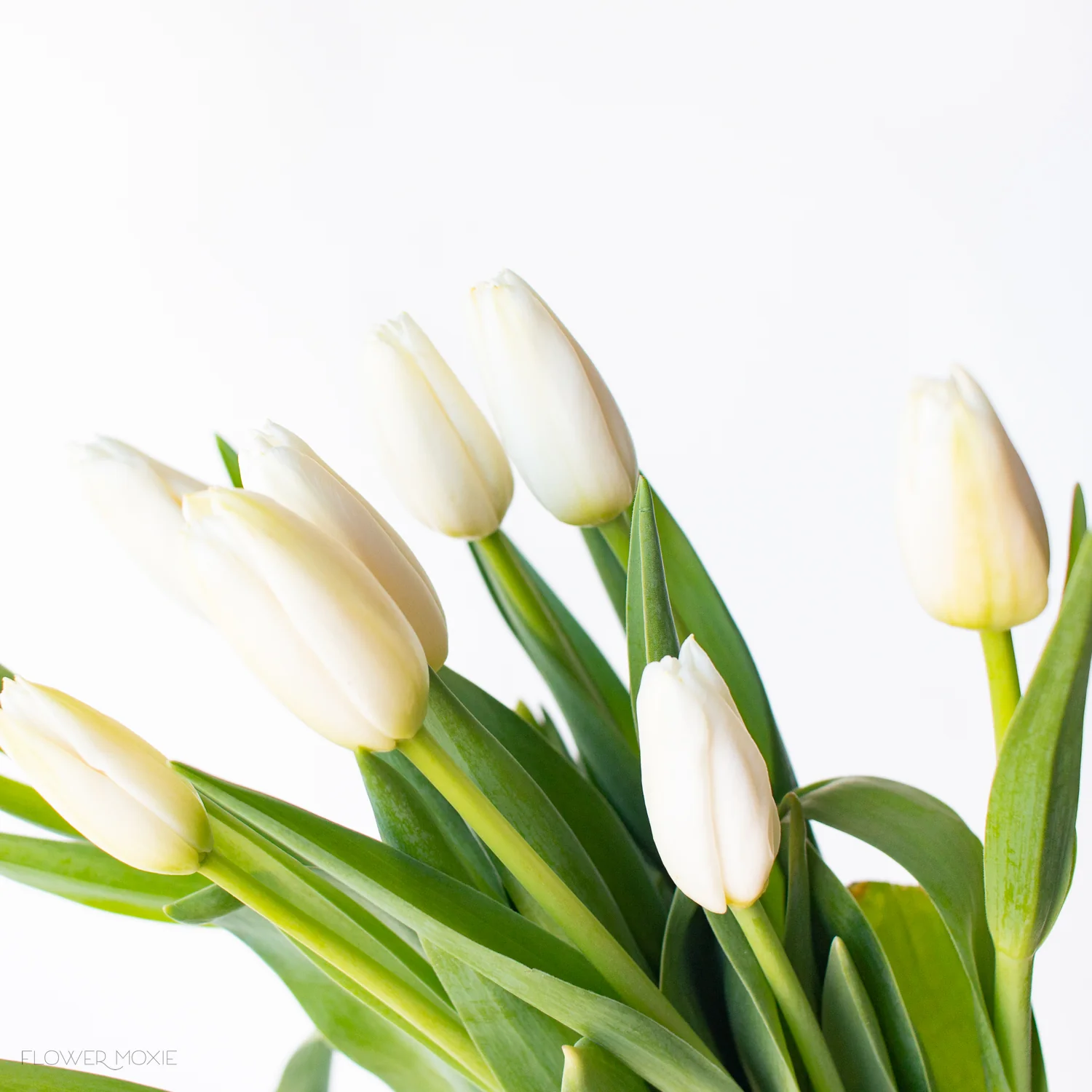 White Tulip Flower - Image 3
