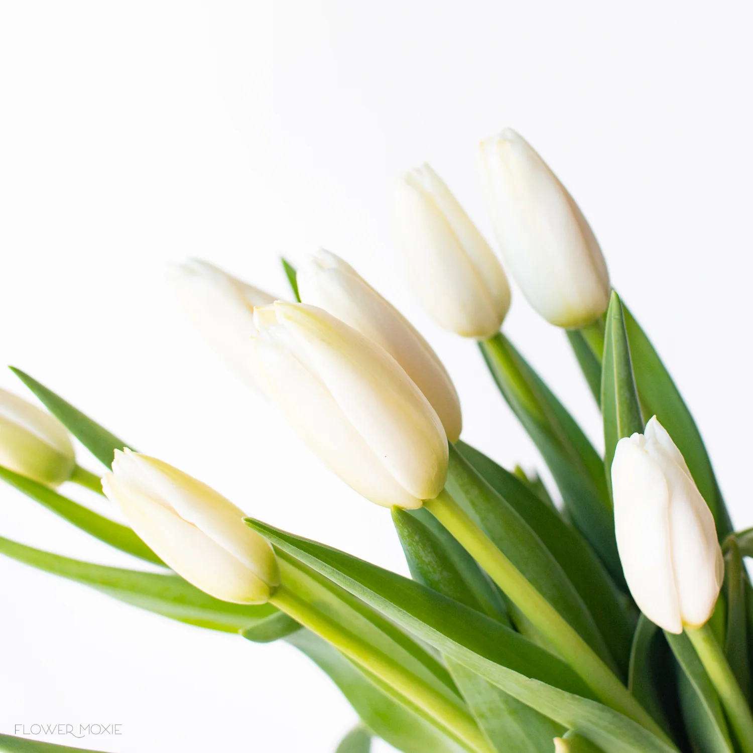 White Tulip Flower - Image 4