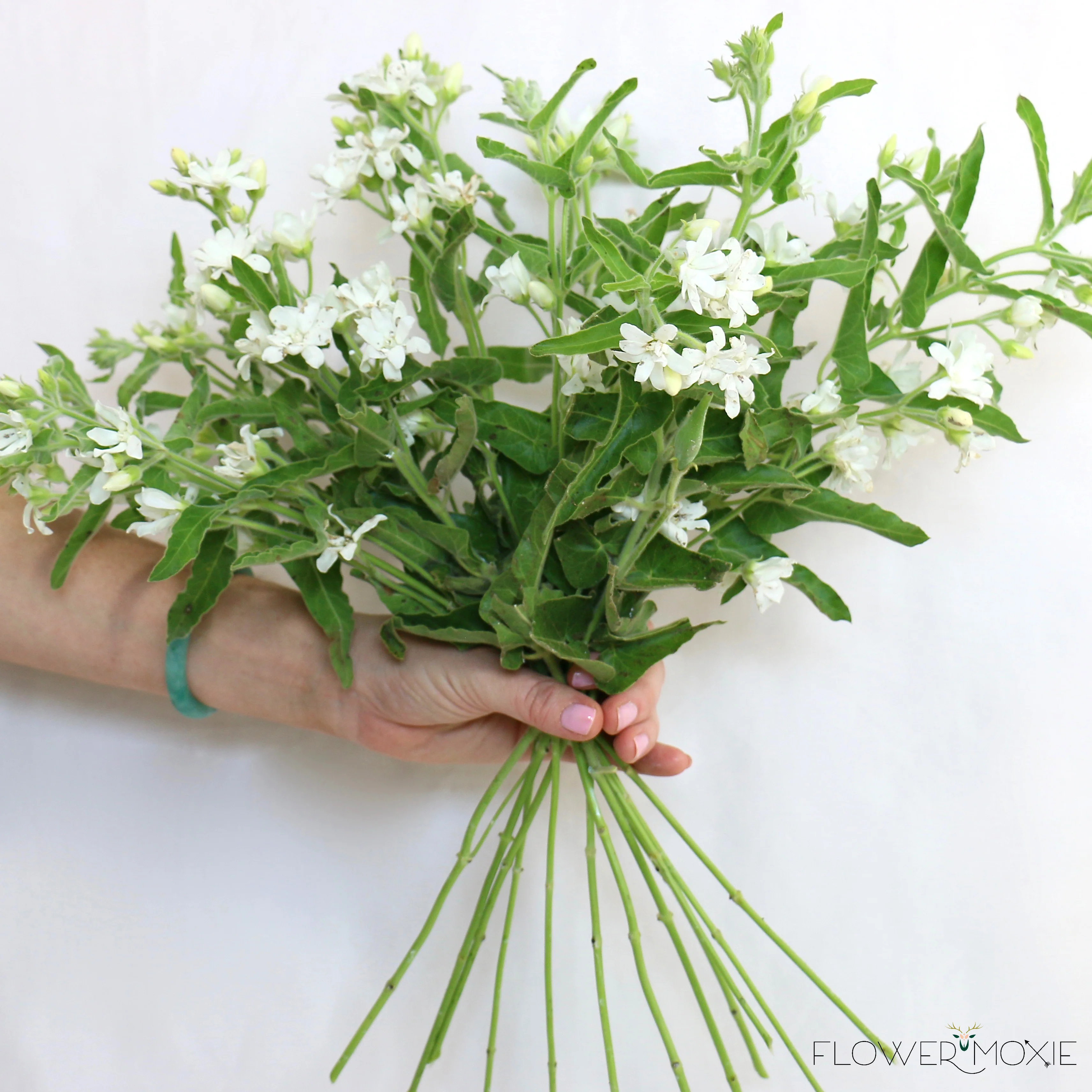 White Tweedia Flower