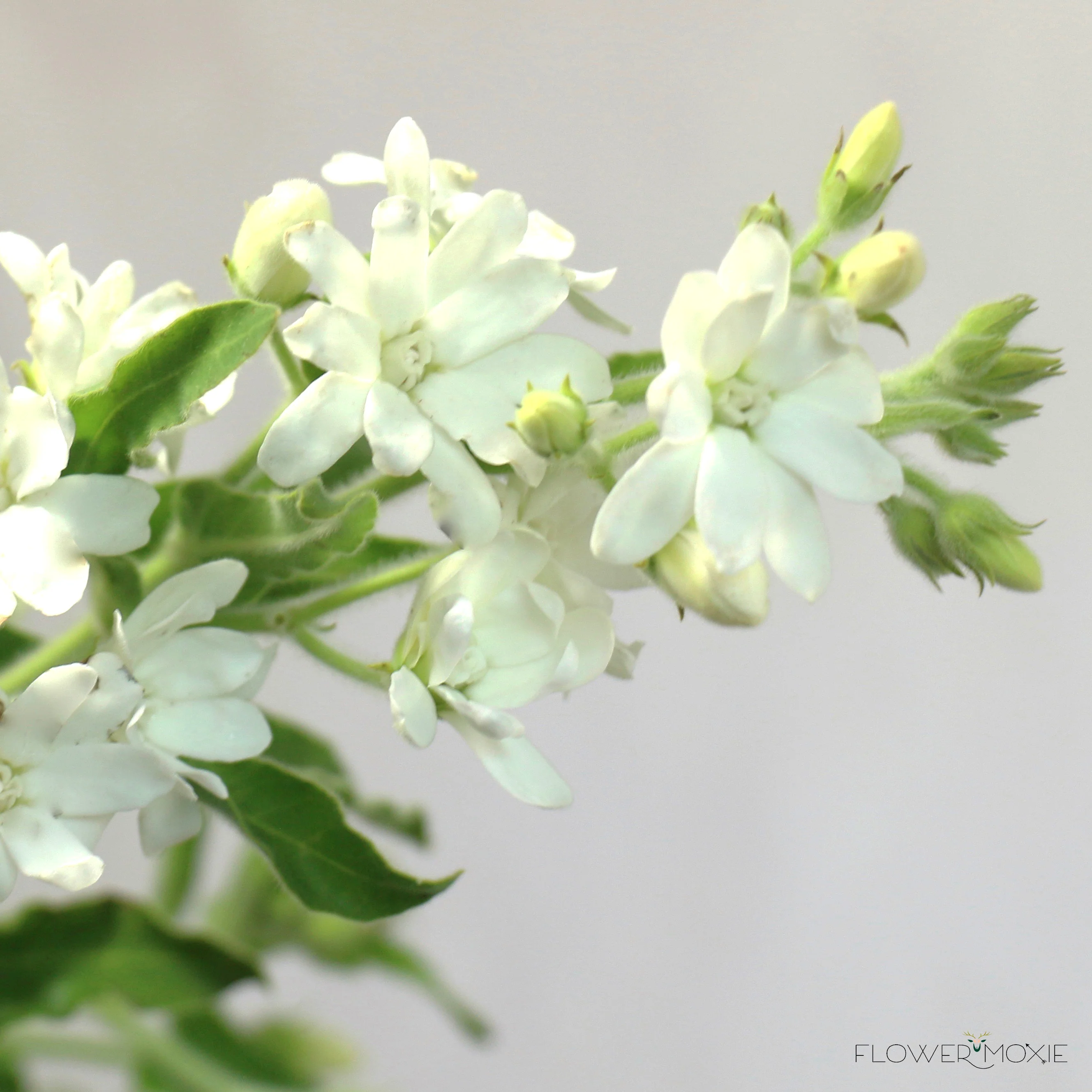 White Tweedia Flower - Image 2