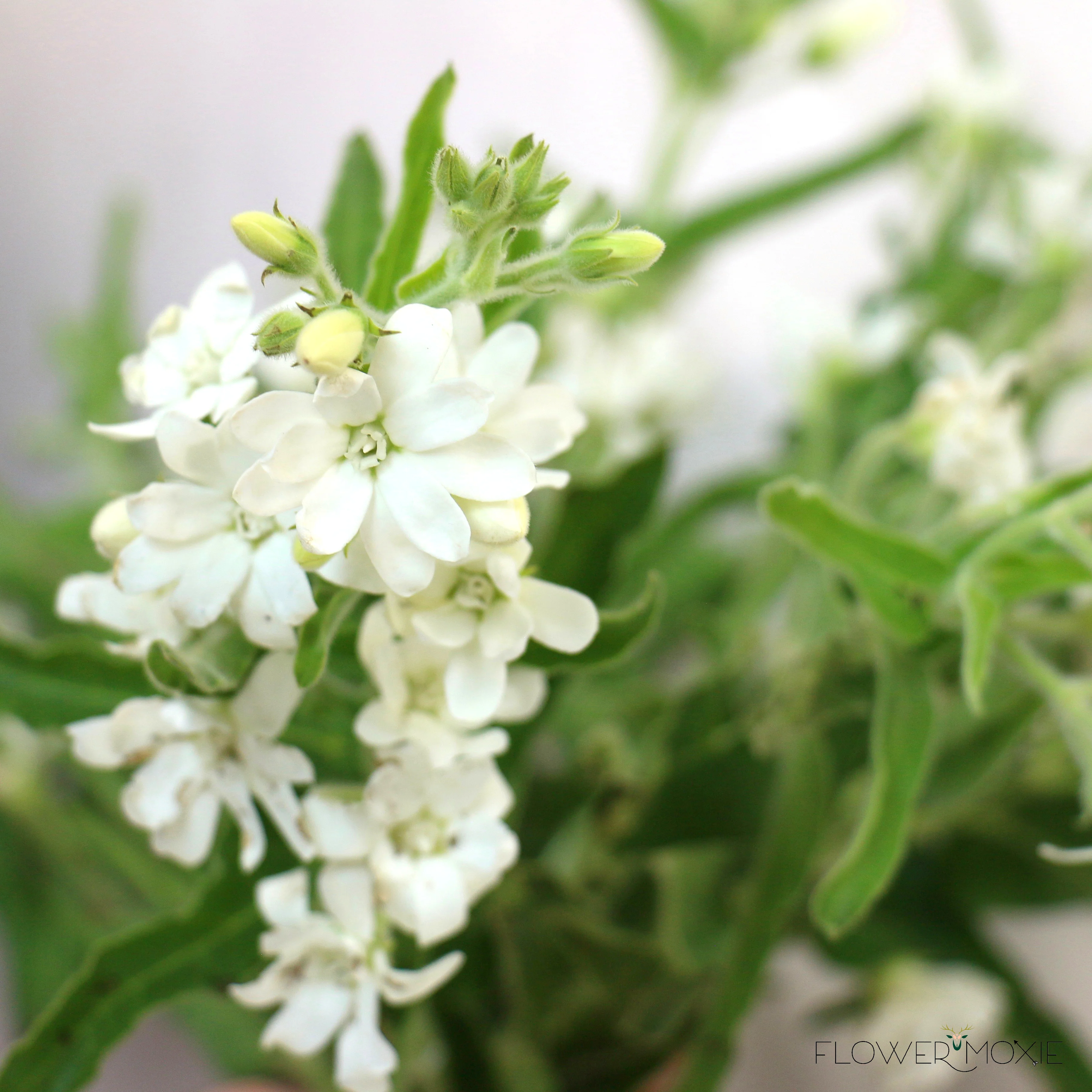 White Tweedia Flower - Image 3