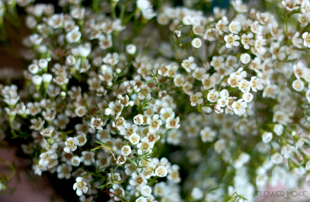 White Wax Flower - Image 3