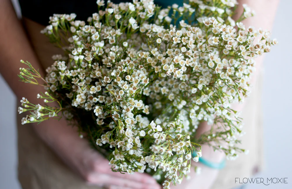 White Wax Flower - Image 4