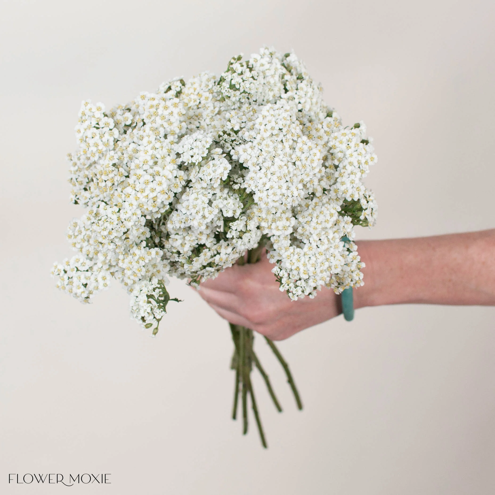 White Yarrow Flower - Image 2
