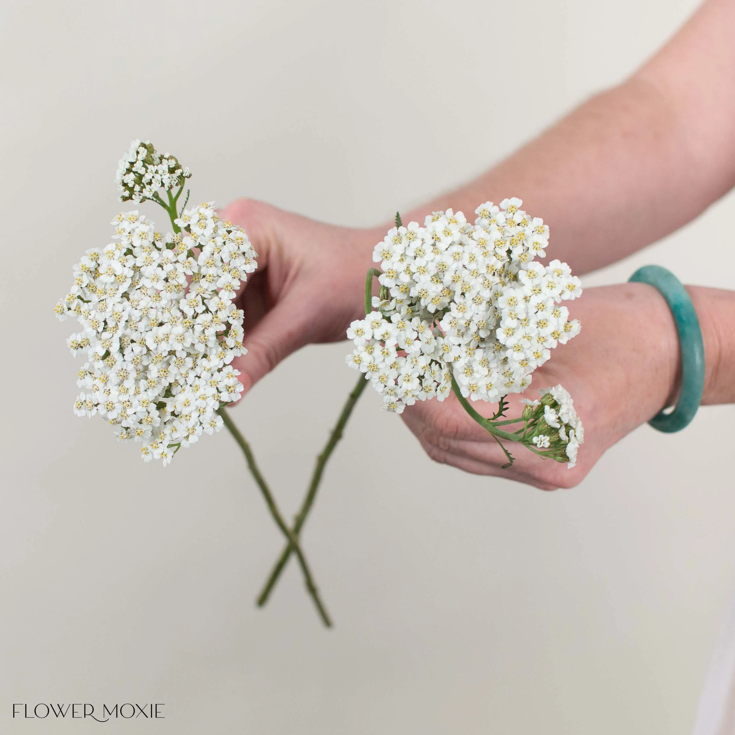 White Yarrow Flower - Image 3