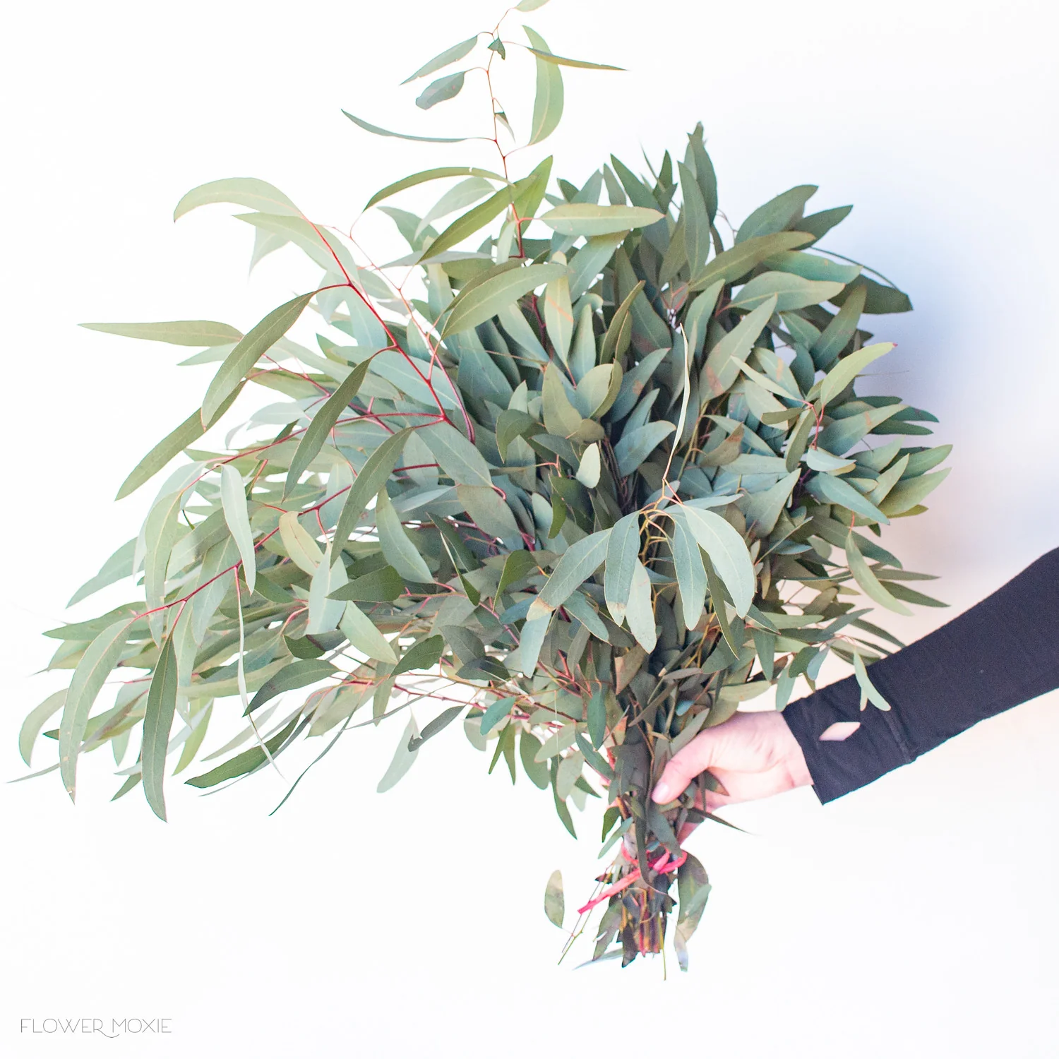 Willow Eucalyptus Greenery