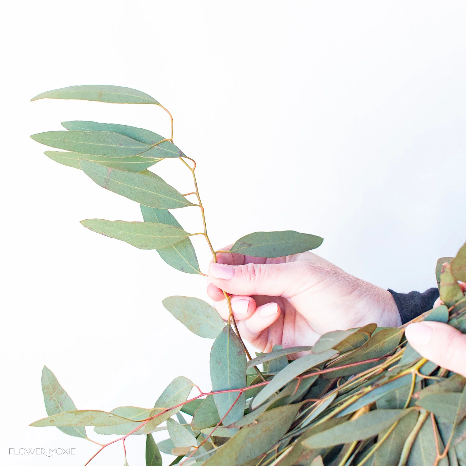 Willow Eucalyptus Greenery - Image 3